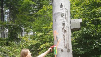 Bild: Bayerische Staatsforsten/exb
Forststudentin Christian Arnold gefällt die Vielfalt der Arbeit im Wald, von der Bewirtschaftung der Wälder, über den Natur- und Artenschutz sowie die Jagd.