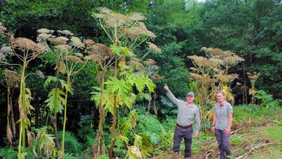 Bild: bsc
Die dreifache Größe der Naturpark-Ranger Marie Wittmann und Jonas Ständer (von rechts) weisen einige Pflanzen des Riesen-Bärenklaus im Naturpark Steinwald auf. Doldenblüten mit einem Gesamtdurchmesser von bis zu 50 Zentimetern sind keine Seltenheit.