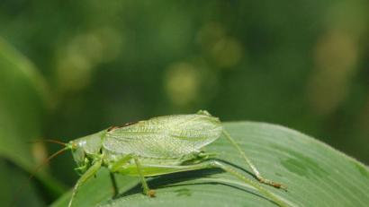 Bild: Christa Vogl
Das Heupferd trägt diesen Namen, weil sein Kopf - von der Seite betrachtet - an ein Pferd erinnert.
