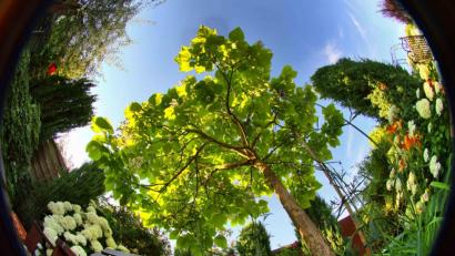 Bild: Thomas Sporrer
Ruhe im Garten unter dem Trompetenbaum zu finden ist für Thomas Sporrer aus Tirschenreuth ein reiner Genuss.
