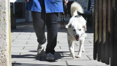 Bild: Gabi Schönberger
Dass der Hund genug Auslauf an der frischen Luft bekommt, soll die neue Verordnung sicherstellen. Aber sie beinhaltet viel mehr als nur die "Gassi-Pflicht".
