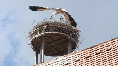 Bild: Gabi Schönberger
Die Weidener Jungstörche haben sich in der ersten Augustwoche auf den Weg in ihr Winterquartier gemacht.
