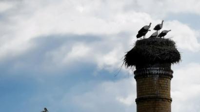 Bild: gz
Im Eslarner Storchennest wurde es heuer mit vier Jungstörchen eng.