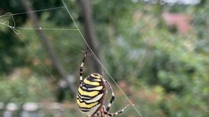 Bild: do
Diese seltene Wespenspinne entdeckte Dr. Georg Bayerl in seinem Gartengrundstück An der Kreuzkirche