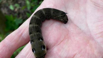 Bild: mma
Werner Krieger fand eine bedrohlich aussehende Raupe, die ganz besondere Äußerlichkeiten aufweist.