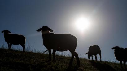 Bild: Daniel Bockwoldt
Der isländische Verband der Schafzüchter hat in der Corona-Pandemie einen einfachen Rat, um seine Mitglieder daran zu erinnern, Abstand zu halten.