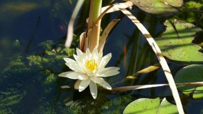 Bild: rgr
Wunderschön anzusehen ist diese Seerose.