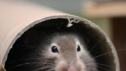 Symbolbild: Caroline Seidel/dpa
Ein Hamster knabbert an einer Leckerei.
