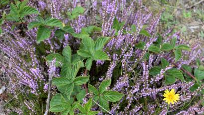 Bild: rgr
Die Heide blüht