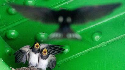 Archivbild: Klaus-Dietmar Gabbert/dpa
Auch durch die Modernisierung der Landwirtschaft wird es für Schwalben immer schwieriger, geeignete Nistplätze zu finden. Durch den dramatischen Insektenschwund besteht Nahrungsknappheit.