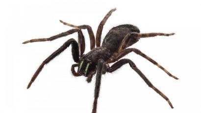 Bild: adobe.stock
Spinnen - der größte Albtraum für Redakteurin Elke Summer.