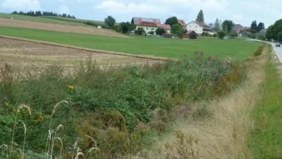 Bild: Portner
Bereits vorbildlich: Ein hügeliger Grünstreifen zwischen Feld und Flussbett verhindert Ausschwemmungen. Die Murach fließt zwischen Oberlangau (Bild) und Mitterlangau ein Stück der Straße entlang.