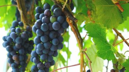 Bild: do
Vermutlich ist es die Klimaerwärmung, die in Eschenbach aus früher sauren Gewächsen süße Reben mit Qualität heranwachsen lässt