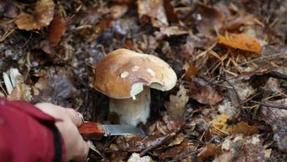 Symbolbild: Bodo Schackow/dpa
Die Schwammerl-Sammler sind schon ganz heiß auf die Saison. Denn durch den Regen der vergangenen Tage könnten die Steinpilze schon bald sprießen.