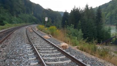 Bild: Bundespolizei Waldmünchen
Ein Regionalexpress konnte nicht mehr bremsen und fuhr am Samstagabend in eine Schafsherde.