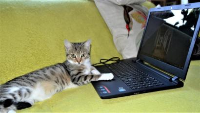 Bild: hcz
Der Laptop fasziniert auch Katze Antonia.