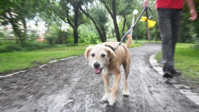 Bild: Gabi Schönberger
Hundehalter sollen ab nächstem Jahr dazu verpflichtet werden, ihrem Hund genügend Auslauf zu garantieren.