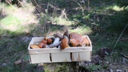 Bild: Bodo Schackow/dpa
Die Pilz-Saison 2020 könnte so manchem Schwammerl-Sucher einen tollen Fang bescheren.