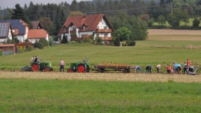 Bild: ak
Kartoffelernte wie früher.