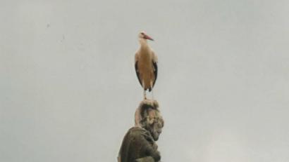Bild: Karl Berr/exb
Nach Fütterung der beiden Jungstörche benutzt ein Altstorch den Heiligen Florian als Ruhe- und Aussichtsplatz. Die Steinfigur steht auf der Tirschenreuther Stadtpfarrkirche.