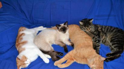 Bild: hcz
Kater Felix (rechts) kuschelt mit seinen Katzenfreunden (von links) Simbi, Belli und Fauchi.