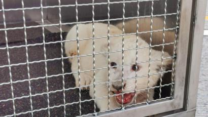 Bild: Julian Buchner
Nach einem Unfall auf der A5 in Baden-Württemberg ist in einem Fahrzeug ein Löwe entdeckt worden.