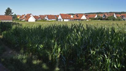 Bild: Petra Hartl
Im Drillingsfeld soll zwischen Kleeweg und Ernteweg die 
achtgruppige Kindertagesstätte Winterstraße gebaut werden.