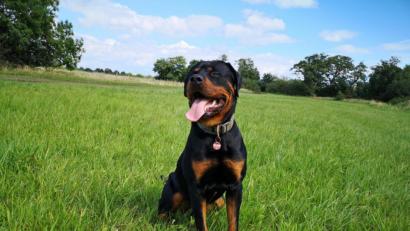 Bild: Polizei Bremerhaven/dpa
Der Rottweiler Balou sitzt auf einer Wiese. Balou war als Welpe zur Polizei gekommen und sollte in die Polizeihundestaffel aufgenommen werden. Leider schafft Balou die Aufnahmeprüfung nicht, er war einfach zu lieb.