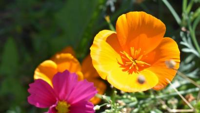 Bild: rgr
Neben schönen Blumen ist auch der "Goldmohn" (rechts) noch in den Gärten zu finden.