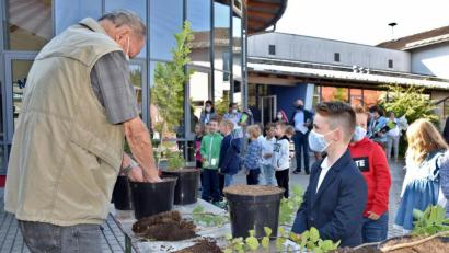 Bild: tat
Für jeden Erstklässler gab es in Schnaittenbach ein Einschulungsbäumchen, frisch vom Obst- und Gartenbauverein eingepflanzt.