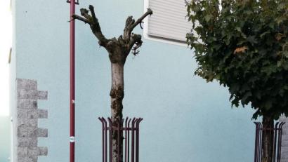 Bild: Lowak
In der Hauptstraße und am Stadtplatz müssen einige dürre Bäume entfernt werden.