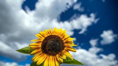 Bild: Jens Büttner/dpa
Sonnig und mit milden Temperaturen zeigt sich das spätsommerliche Wetter.