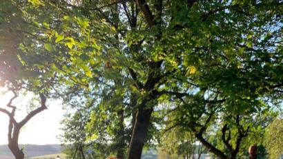 Bild: tok
Unterhaltung mit den "Hulzstoussboum".