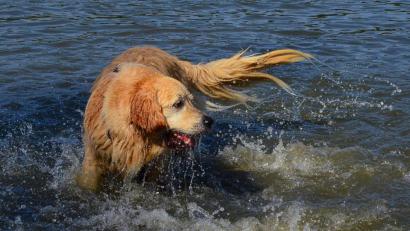 Bild: Kunz
Die Hunde hatten am Sonntag mächtig Spaß im Schätzlerbad.