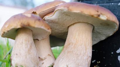 Bild: do
Der Schwammerlfund von Gerhard Prösl.