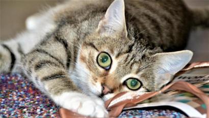 Bild: hcz
Katze Antonia ist eher scheu und versteckt sich schon mal gerne.