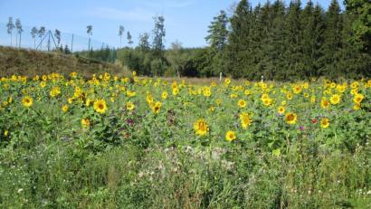 Bild: njn
Da fühlen sich die Insekten wohl, auf der Blühwiese der Familie Reger in Eppenhof.