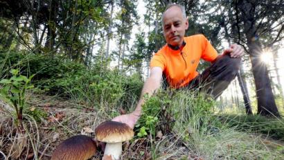 Bild: Martin Hertel, Forstbetrieb Fichtelberg/exb
Förster Bernhard Kraus von den Bayerischen Staatsforsten mit dem Objekt der Begierde für alle Pilzfreunde: zwei Steinpilze