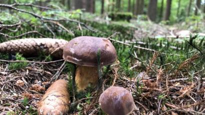 Bild: Miriam Burger/exb
2020: In der Größe sind die Maronenröhrlinge am besten.