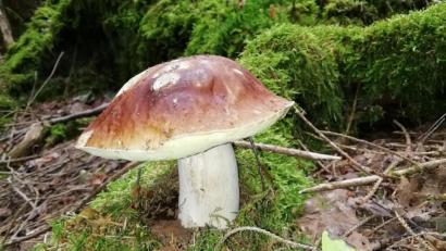 Bild: Anna Süß/exb
Ein Steinpilz, Vertreter der am häufigsten eingesandten Pilzart. Unsere Leserin Anna Süß fand diesen nahe Waldthurn.