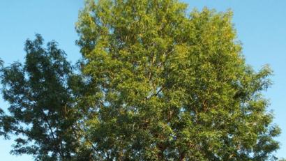 Bild: e
In Lengenfeld soll nach dem Willen eines Landwirts die Esche am Spielplatz gefällt werden. Dem erteilt der Bauausschuss Kümmersbruck eine Absage.
