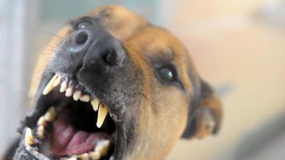 Archivbild: Soeren Stache
Die Theisseiler Gemeinderäte hoffen, dass die hohe Abgabe für Kampfhunde von 1000 Euro so abschreckt, dass so ein Vierbeiner gar nicht ins Haus geholt wird.