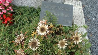 Bild: wmr
Noch immer blüht in diesen Tagen eine Silberdistel auf dem Grab von Herbert Molwitz auf dem Mitterteicher Friedhof.