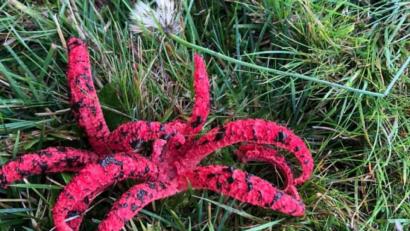 Bild: Schultes/exb
Urlauber aus Köln fanden bei Waldeck bei Kemnath beim Spazierengehen einen Tintenfischpilz.