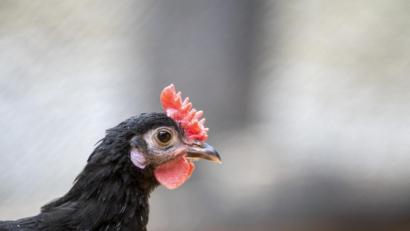Symbolbild: Stefan Puchner/dpa
Der Augsburger Zoo will Tiere der seltenen bayerischen Hühnerrasse Augsburger Huhn vor dem Aussterben bewahren.