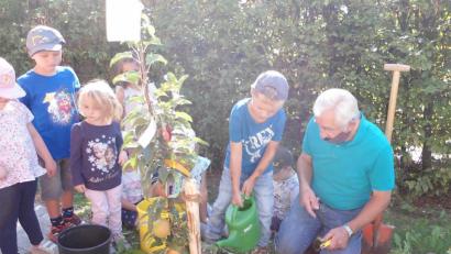 Bild: mez
Willi König vom Obst- und Gartenbauverein half den Kindern unter anderem beim Pflanzen des kleinen Apfelbaums und zeigte den jungen Hobbygärtnern gleich, dass ein solcher Baum auch ein Stück Verantwortung mit sich bringt.