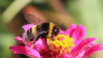 Bild: myd
Hummel in Aktion.