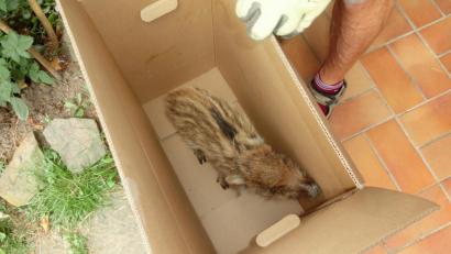 Bild: Houschka
Kleine Wildsau in der Pappschachtel: Erst ging der Frischling auf eine Erkundungstour, dann wurde er in den Karton gesetzt und an einem Maisfeld in die Freiheit entlassen.