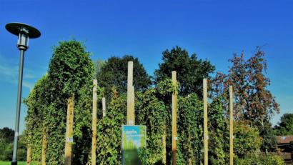 Bild: gz
Am Kommunbrauhaus wachsen fünf verschiedene Hopfensorten gegen den Himmel.