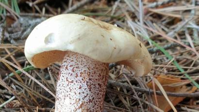 Bild: Erhard Walberer/exb
Weiß, mit braunen Punkten am Stiel - so ragt der Elfenbeinröhrling in einem Waldgebiet nahe Pressath aus den Fichtennadeln. Das Schwammerl zählt zu den seltenen Pilzen.